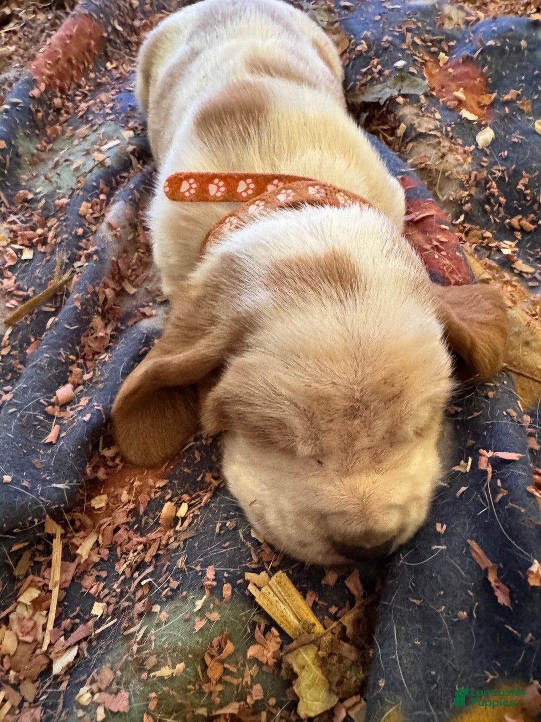 Basset Hound dogs for sale: Basset Hound Puppy 2 - Ad 4
