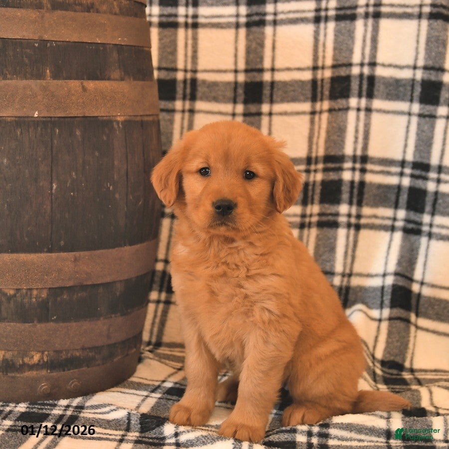 Golden Retriever dogs Victoria  - Ad 5