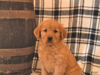 Golden Retriever dogs Victoria - Ad 2