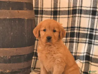 Golden Retriever dogs Victoria - Ad 13