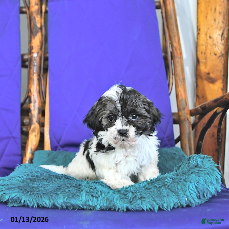 Shih Tzu dogs Flint - Ad 11