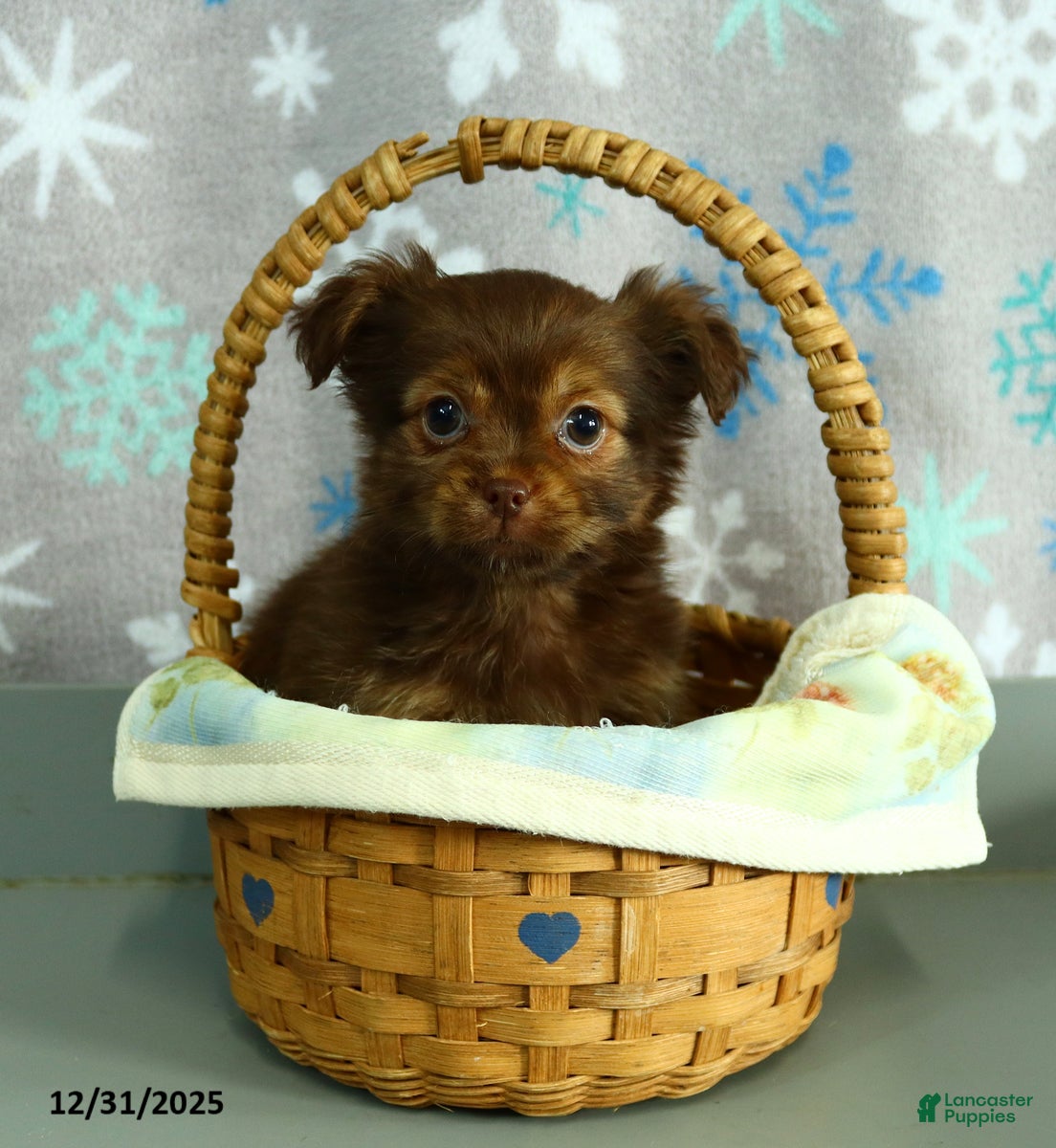 Shorkie dogs Mindy - Ad 5