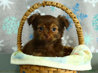 Shorkie dogs Mindy - Ad 16