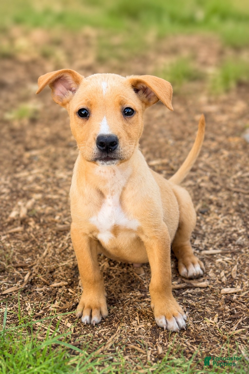 Boxador dogs Harold $125 - Ad 4