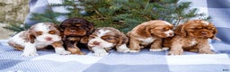 Cocker Spaniel dogs for sale: Tony - Ad 11