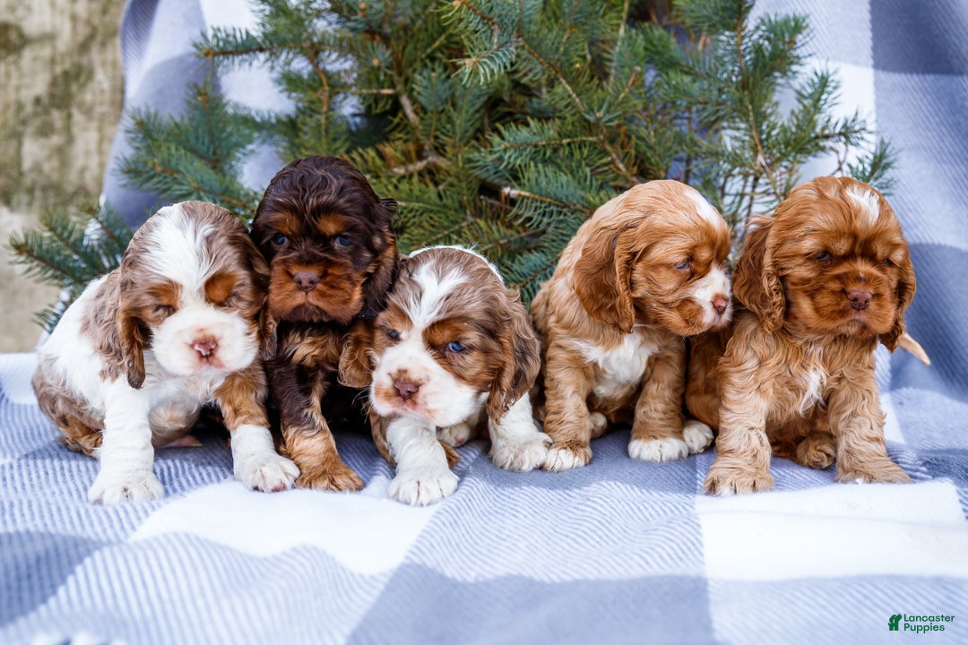 Cocker Spaniel dogs for sale: Tony - Ad 11