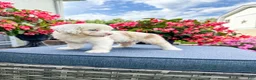 Cavapoo dogs for sale: Beau - Ad 4