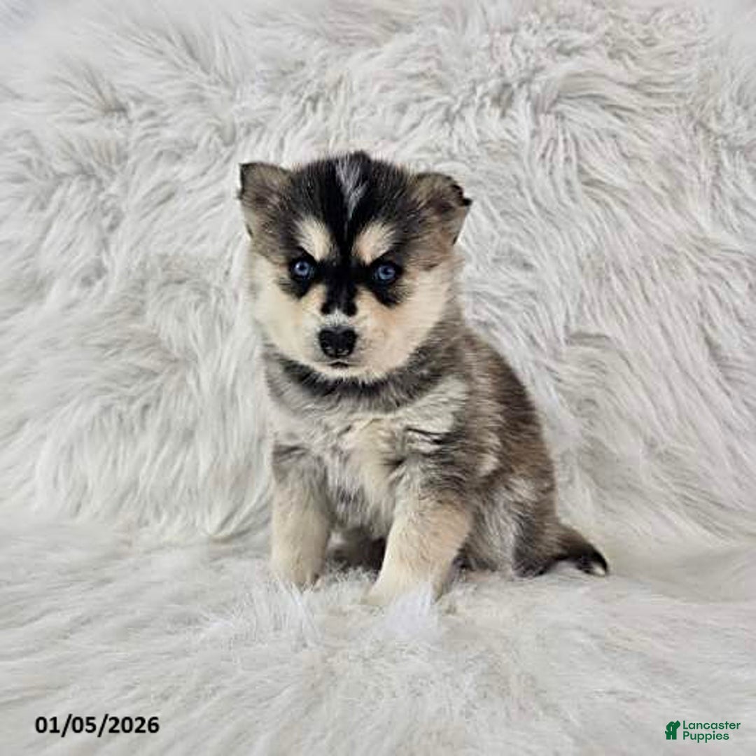 Pomsky dogs for sale: Rhett - Ad 3
