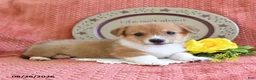 Welsh Corgi Pembroke dogs for sale: Cheif - Ad 4