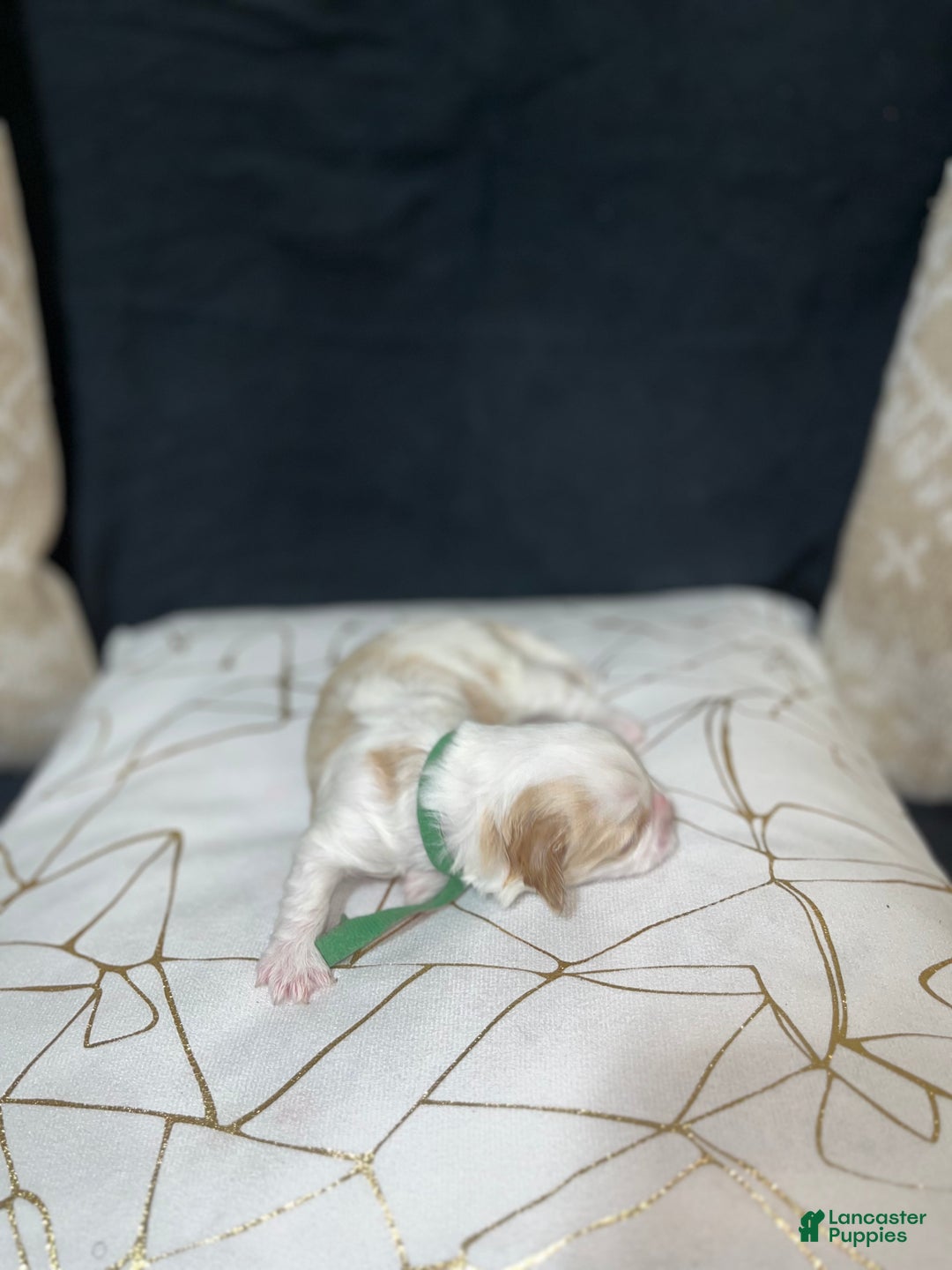 Shih Tzu dogs for sale: Clover - Ad 1