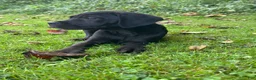 Cane Corso dogs for sale: Storm - Ad 3