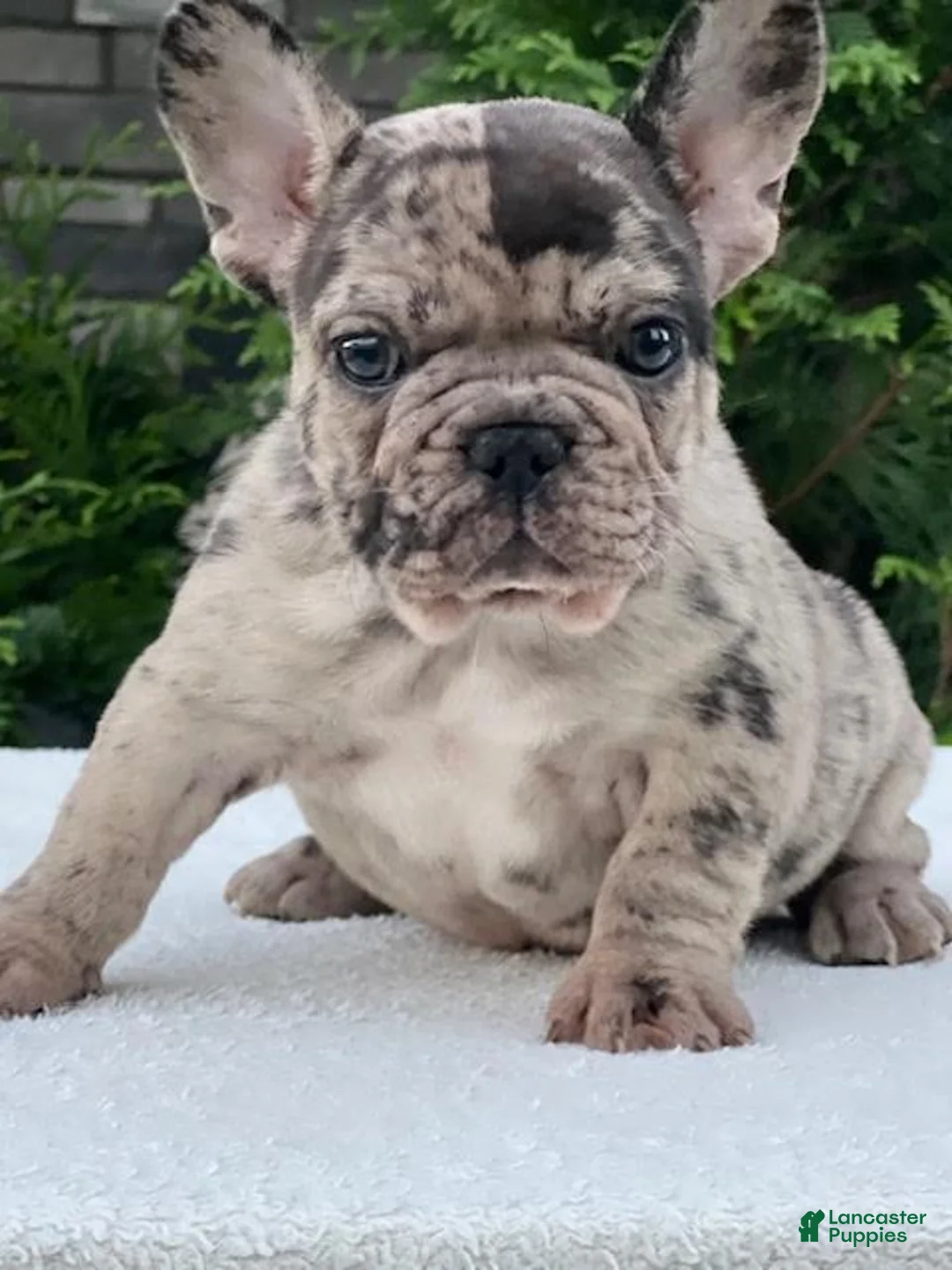 French Bulldog dogs for sale: Gunner French Bulldog  - Ad 1