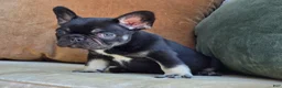French Bulldog dogs for sale: Oscar - Ad 3