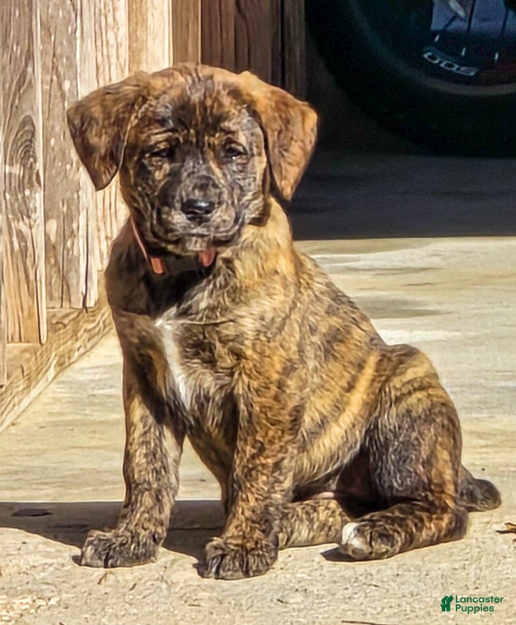 Mixed Breed dogs Anne - Puppy 5 - Ad 7