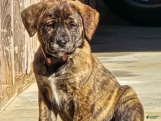 Mixed Breed dogs Anne - Puppy 5 - Ad 7