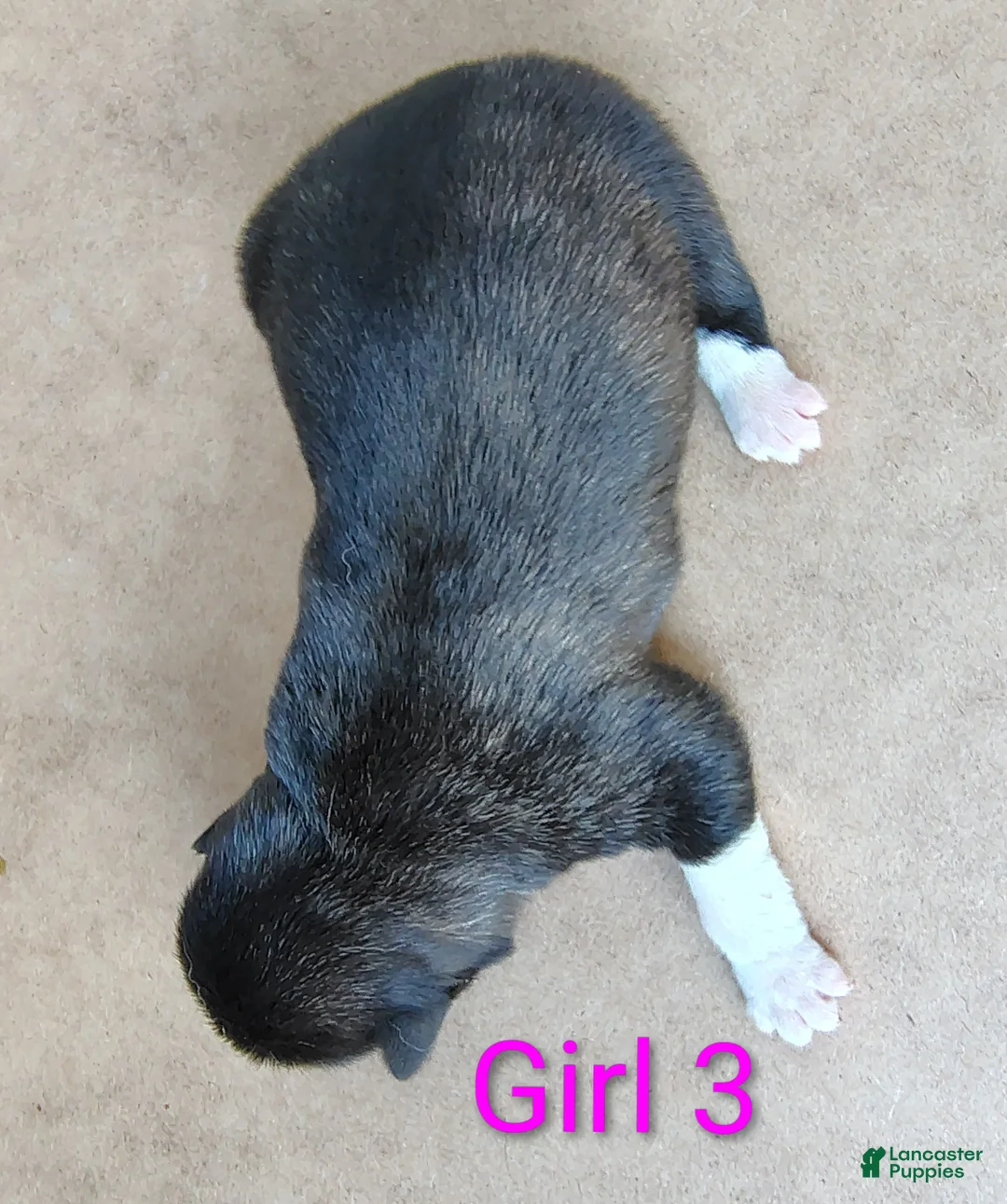Akita dogs for sale: Akita female #3 - Ad 2