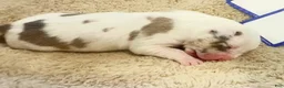 American Bully dogs for sale: American Bully 4 - Ad 4