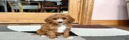 Cavapoo dogs for sale: Cavapoo F1b Female Puppy 4 - Ad 4