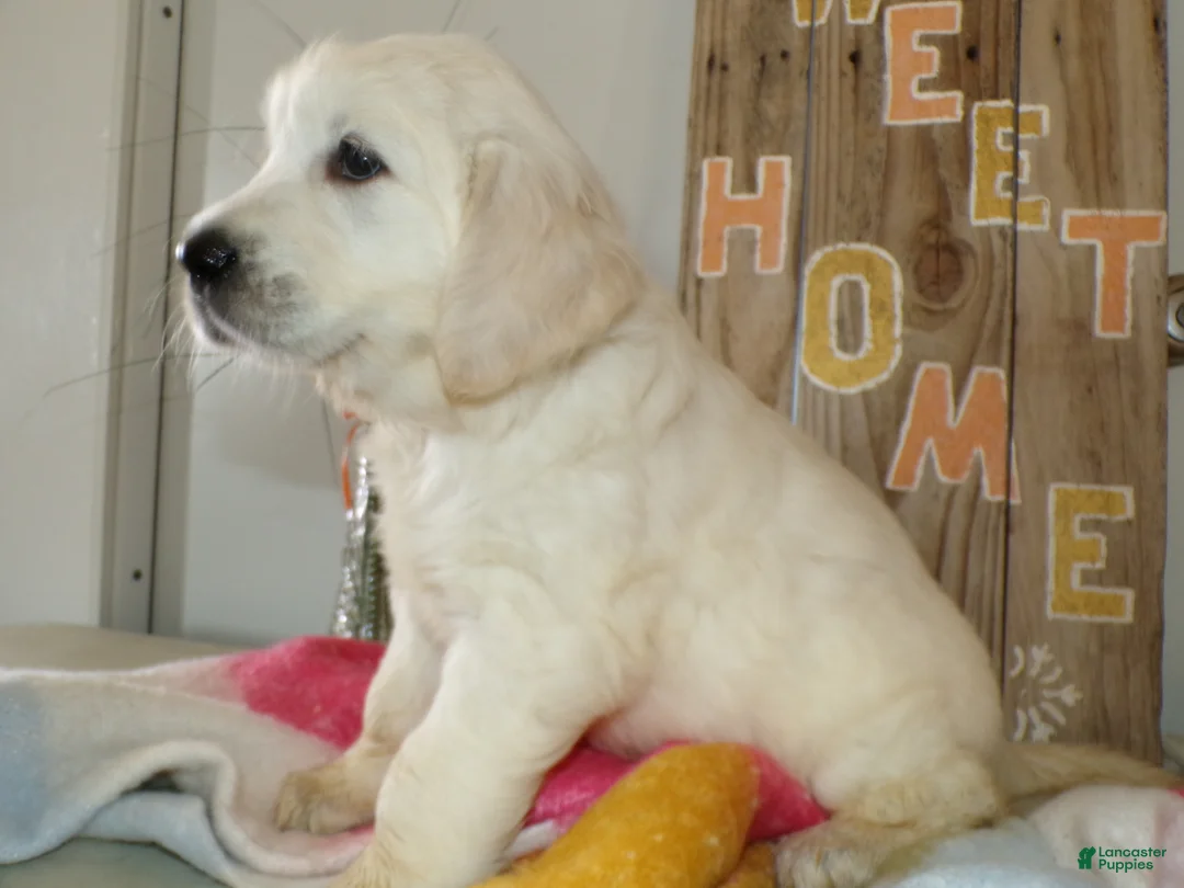 Golden Retriever dogs for sale: Golden Retriever Puppy 5 Friske - Ad 3