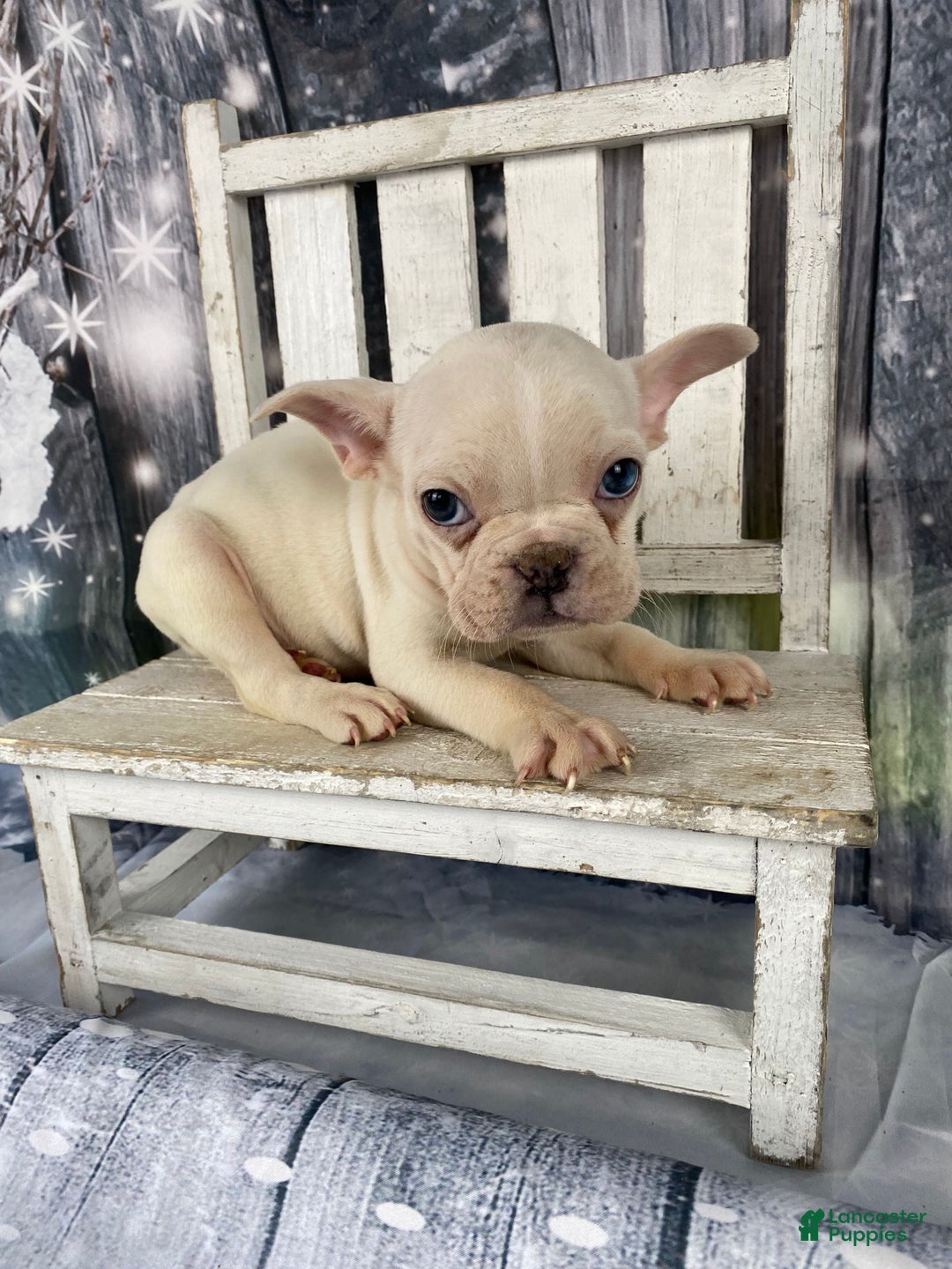 Mixed Breed dogs for sale: Bobby - Ad 8