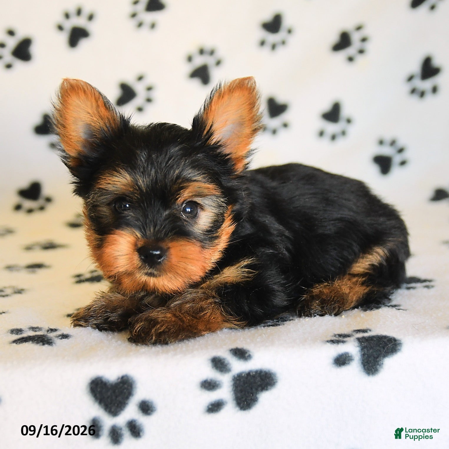 Yorkshire Terrier dogs James    - Ad 2