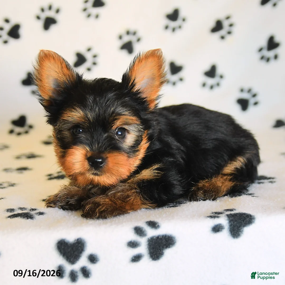 Yorkshire Terrier dogs for sale: James    - Ad 2