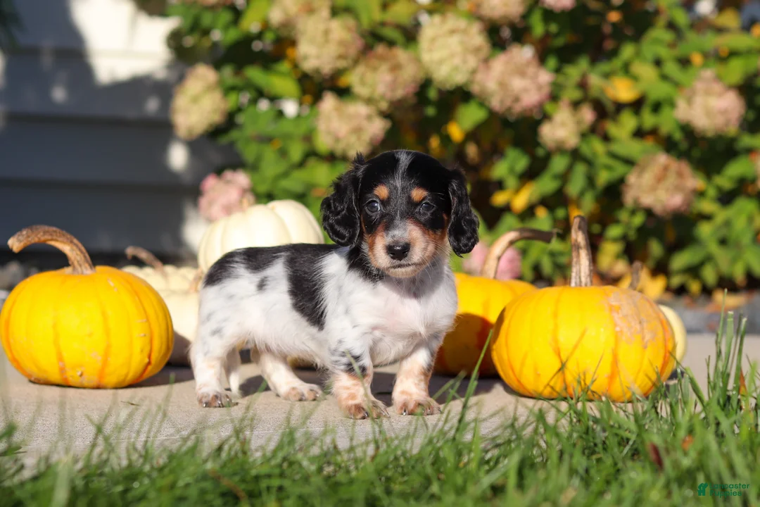 Dachshund dogs for sale: Lily - Ad 2