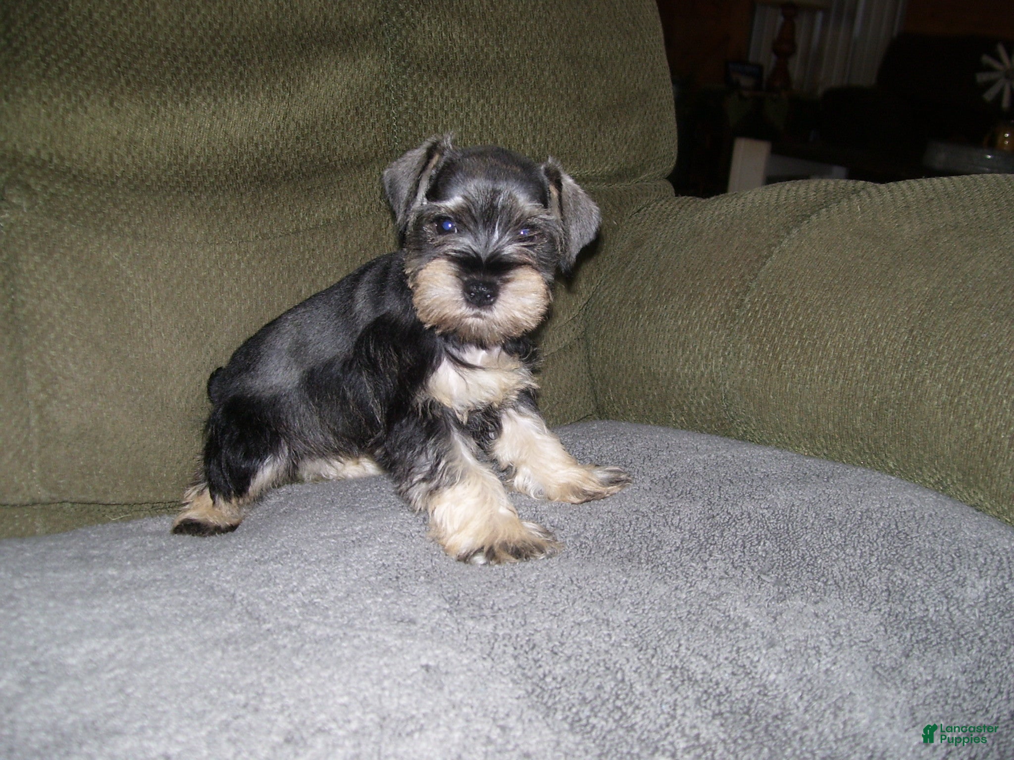 Miniature Schnauzer dogs for sale: PIPER - Ad 6