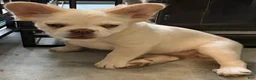 French Bulldog dogs for sale: French Bulldog Puppy 1 - Ad 2