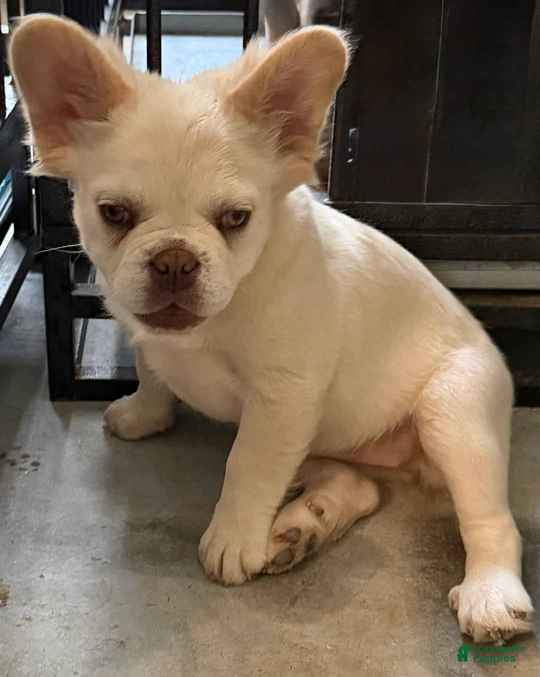 French Bulldog dogs for sale: French Bulldog Puppy 1 - Ad 2