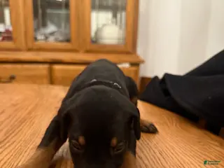 Doberman Pinscher dogs Tank - Ad 34