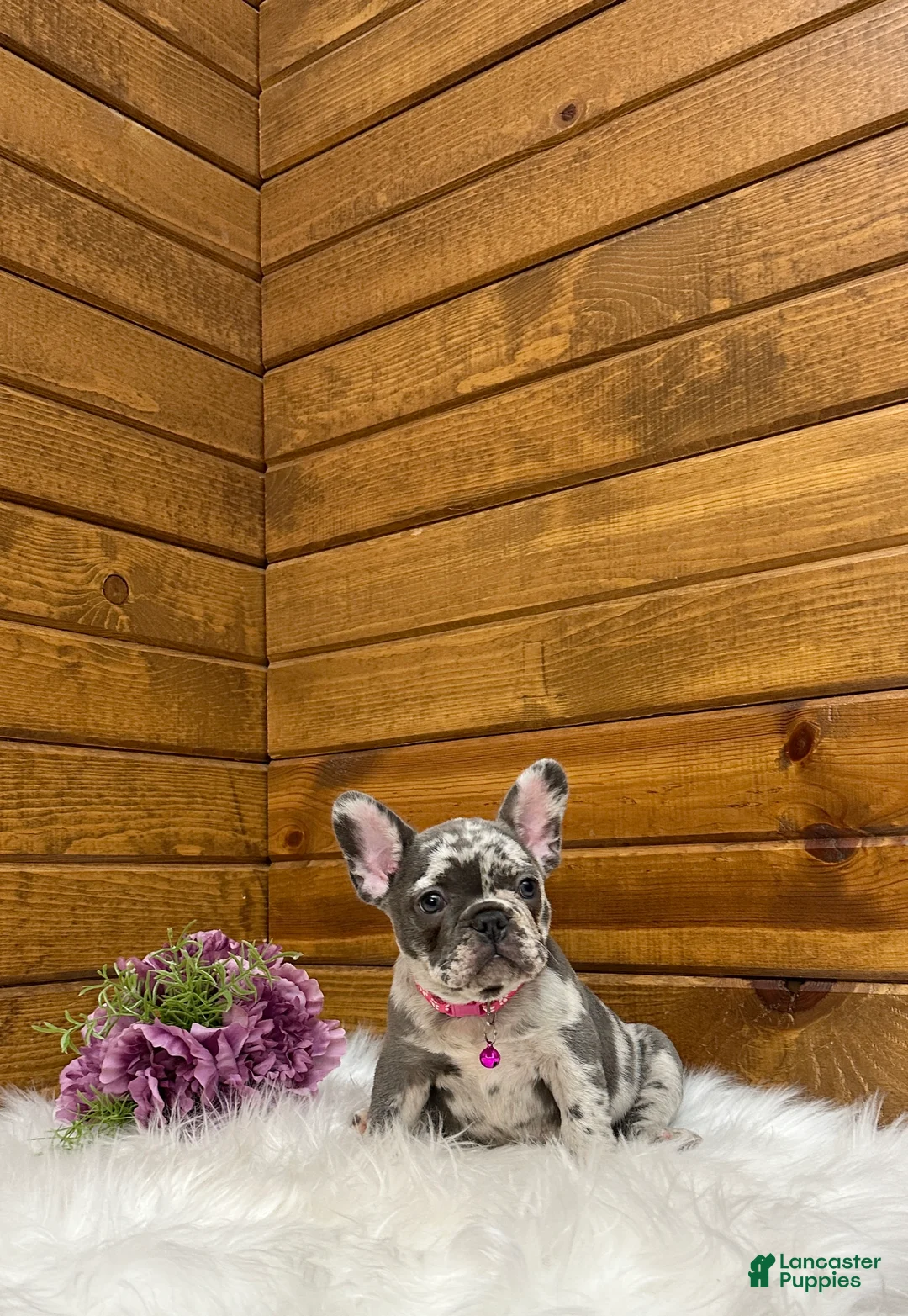 French Bulldog dogs for sale: French Bulldog Puppy 1 - Ad 3