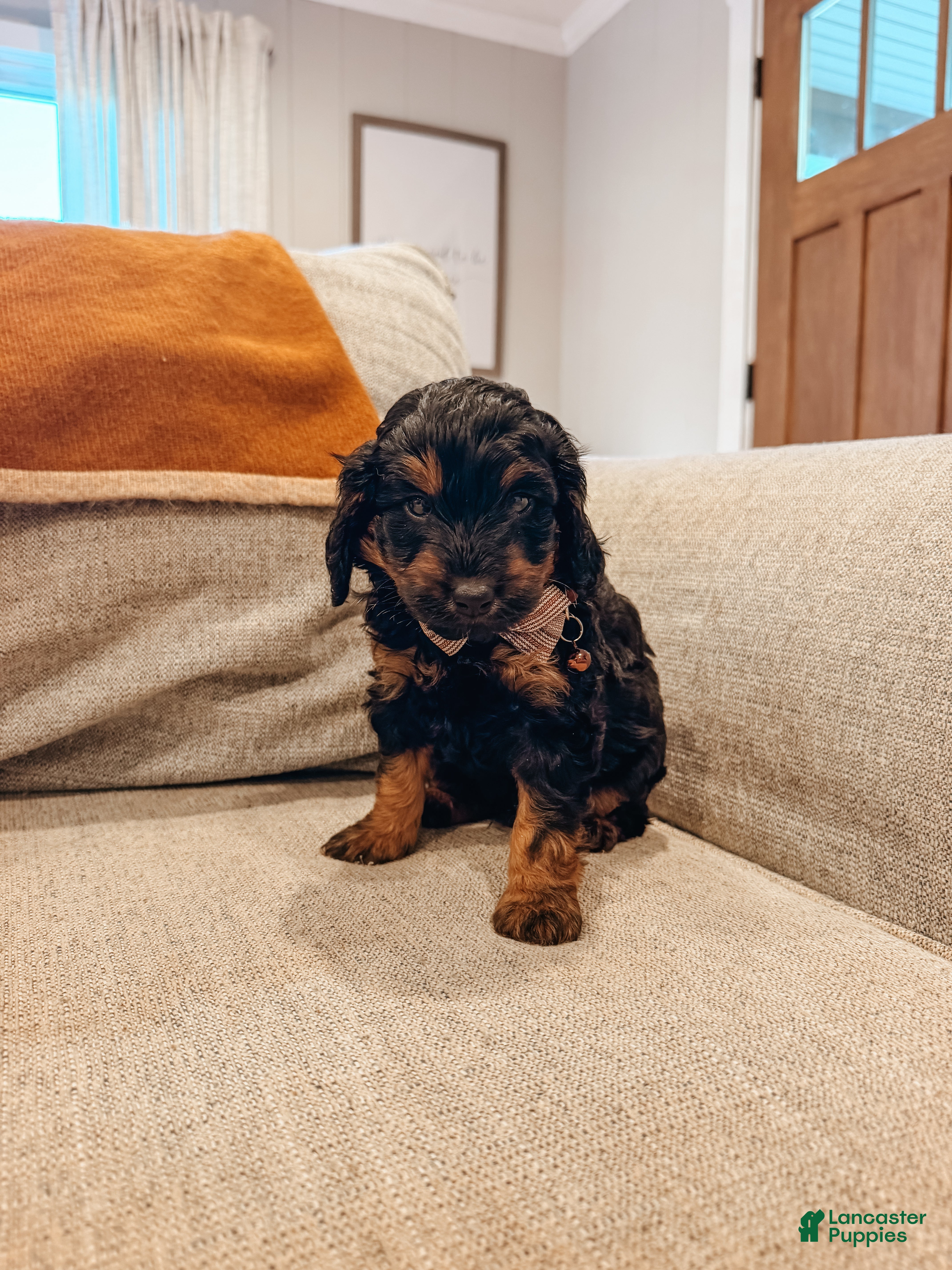 Aussiedoodle dogs for sale: Cash - Ad 2