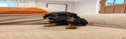 Aussiedoodle dogs for sale: Cash - Ad 2