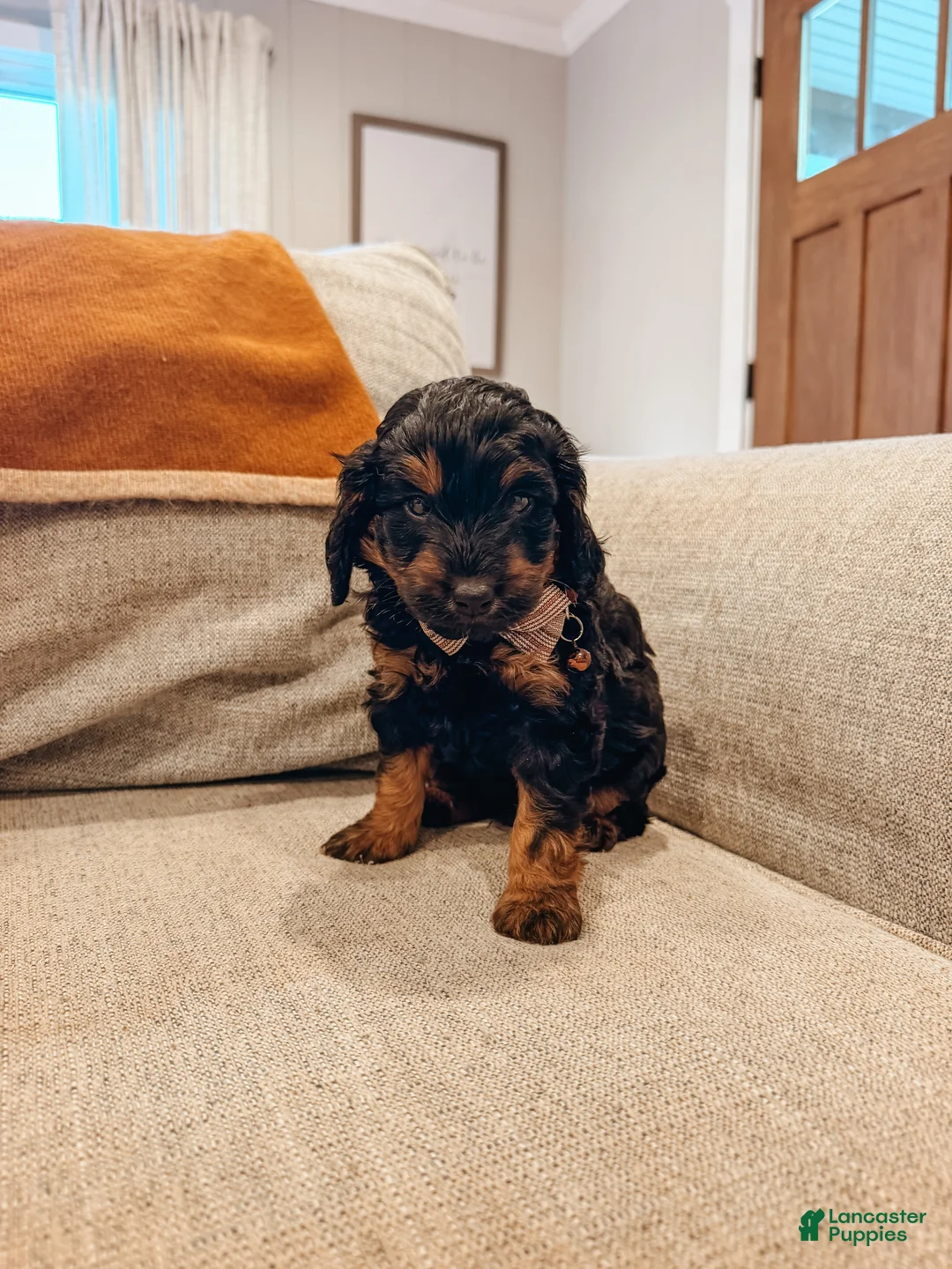 Aussiedoodle dogs for sale: Cash - Ad 2