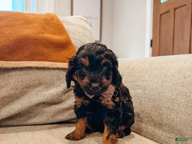 Aussiedoodle dogs for sale: Cash - Ad 2