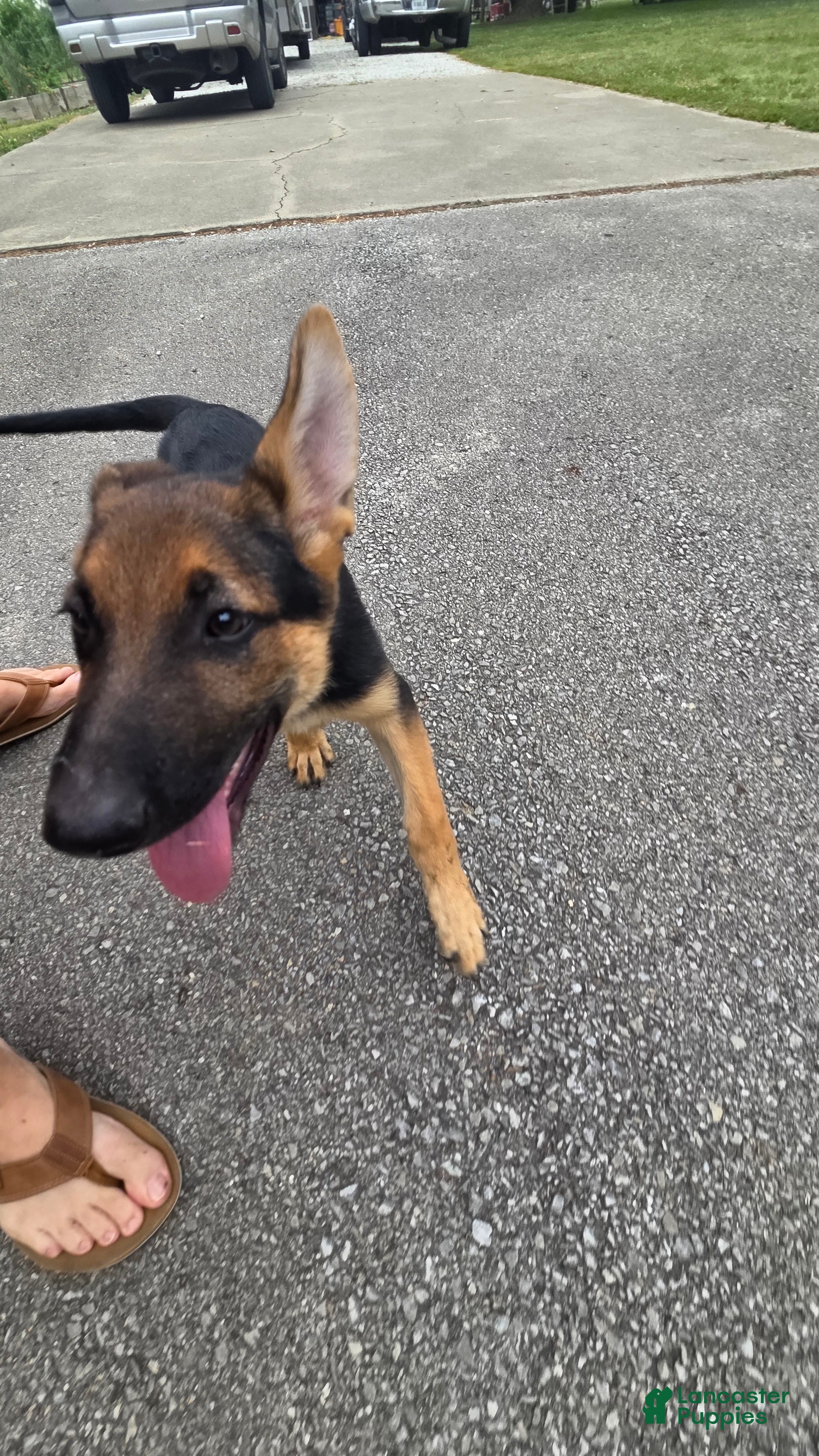 German Shepherd dogs German Shepherd 2 - Ad 31