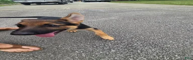 German Shepherd 2