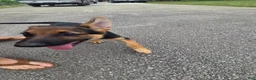 German Shepherd dogs for sale: German Shepherd 2 - Ad 1