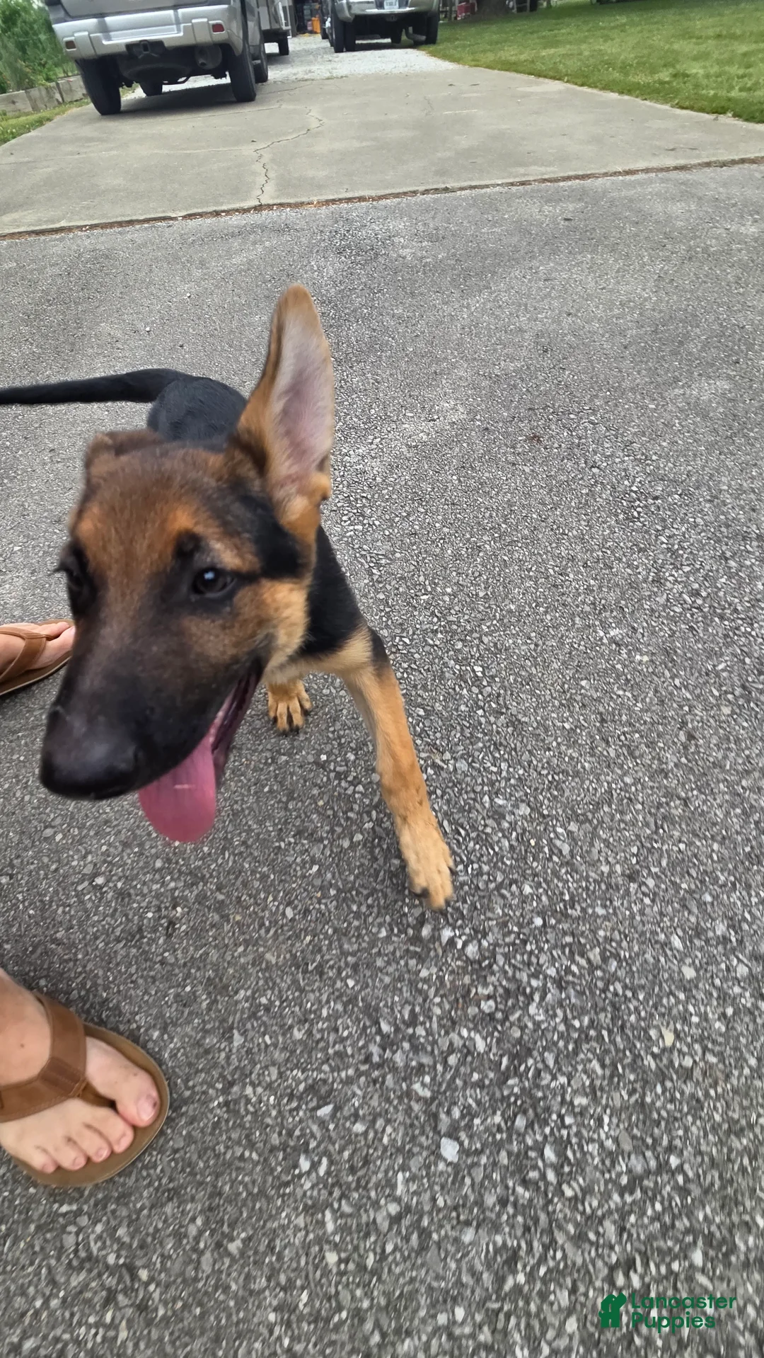 German Shepherd dogs for sale: German Shepherd 2 - Ad 1