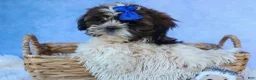 Shih Tzu dogs for sale: RANDY - Ad 7