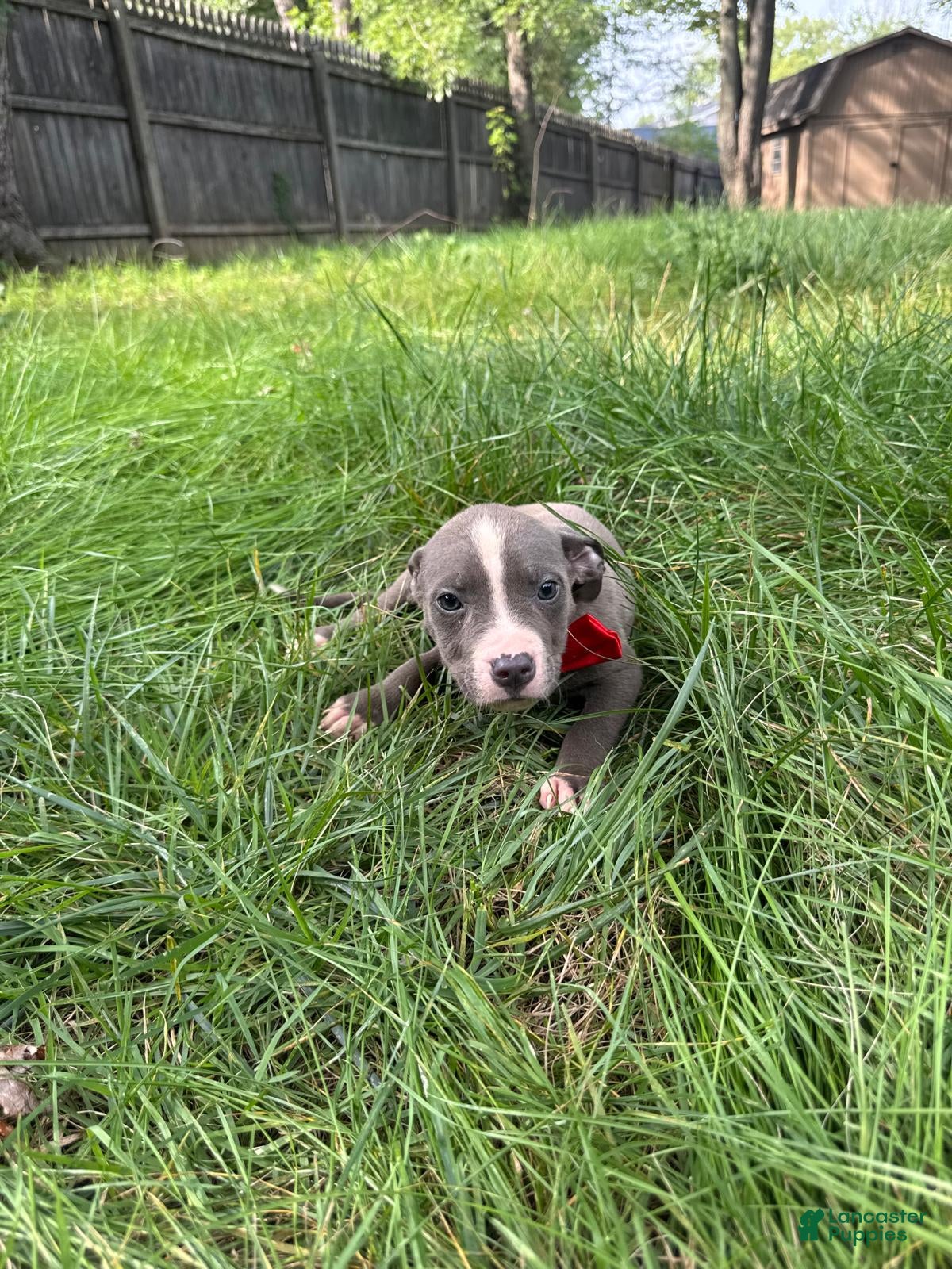American Pit Bull Terrier dogs American Pit Bull Terrier 6 - Ad 22
