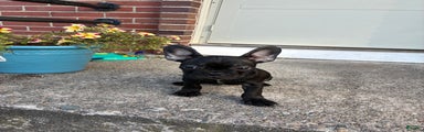 French Bulldog Puppy 5