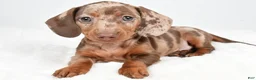 Dachshund dogs for sale: Sadie - Ad 3