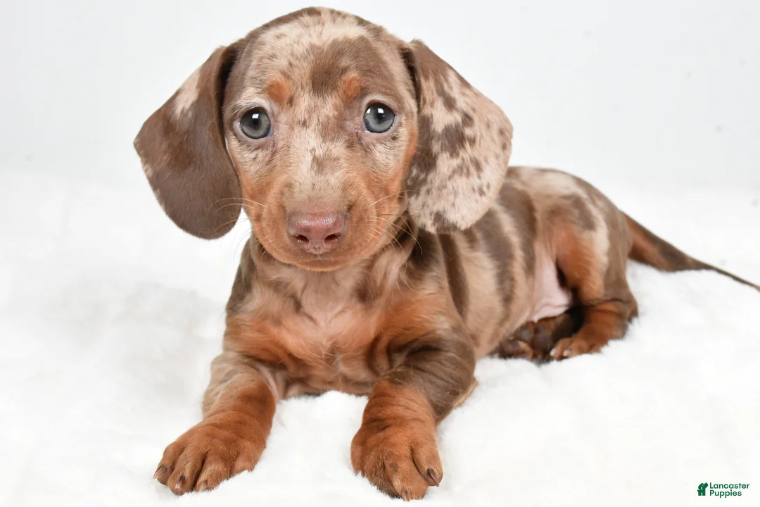 Dachshund dogs for sale: Sadie - Ad 3