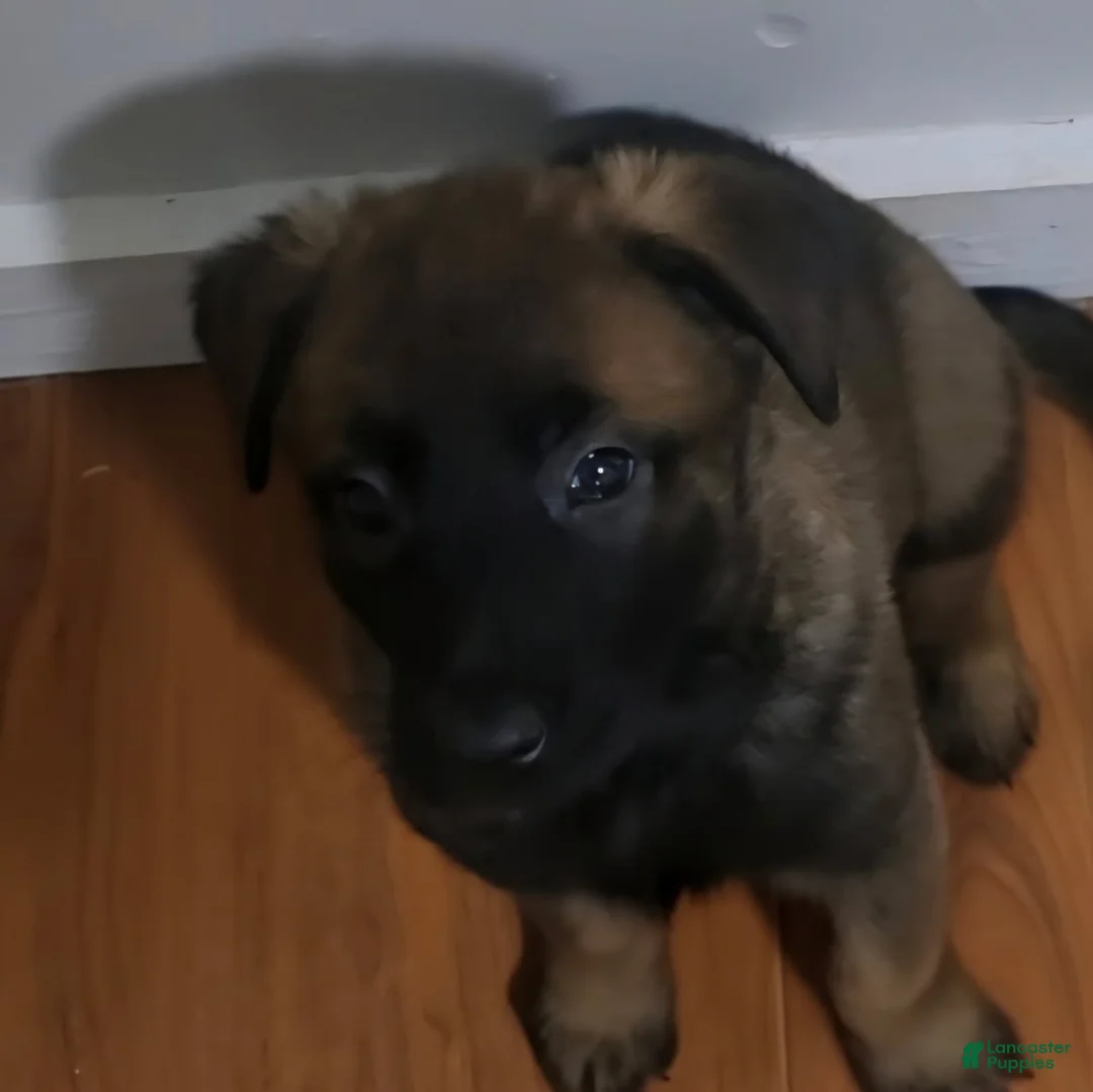 Belgian Malinois dogs for sale: Girl 2 - Ad 1