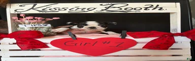 Boston Terrier Puppy 3