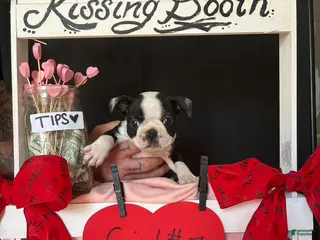 Boston Terrier dogs Boston Terrier Puppy 3 - Ad 4
