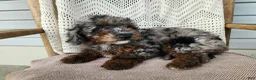 Mini Bernedoodle dogs for sale: Leasha - Ad 15
