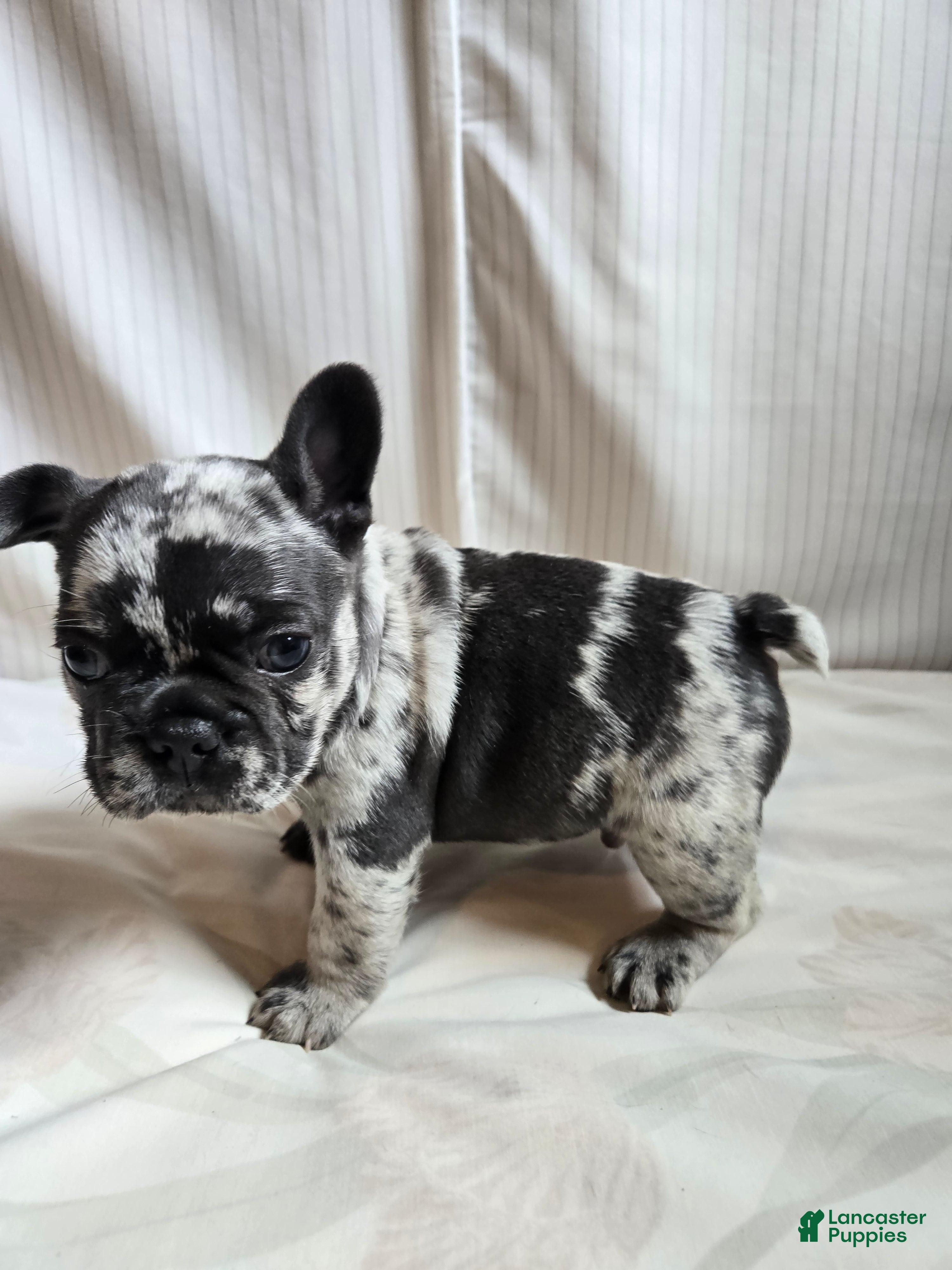 French Bulldog dogs for sale: Oslo - Ad 5
